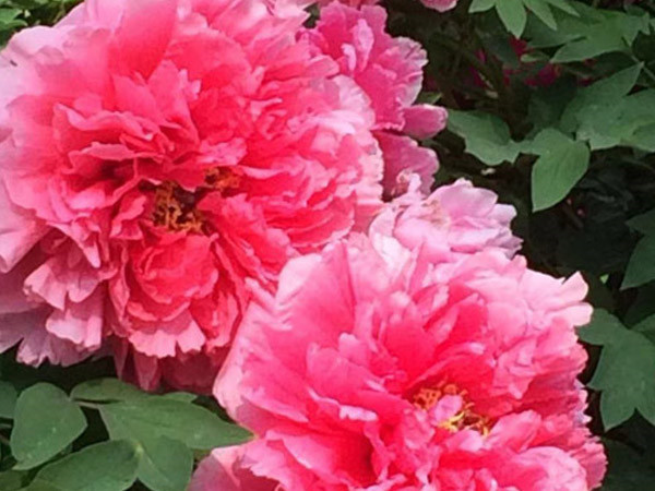 四月目光齊聚洛陽(yáng)，牡丹花會(huì)驚艷開(kāi)幕