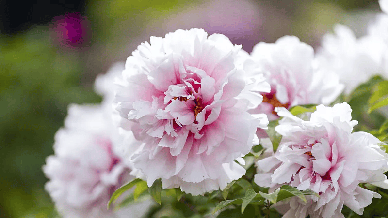 牡丹綻妍 譜寫新篇——中集攪拌邀您游洛陽(yáng)，賞牡丹，品樣車，觀產(chǎn)線